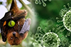 Nipah virus in Kerala: Health Department on alert in DK